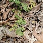 Dicentra canadensis leaf picture by Catherine Kruta (cc-by-sa)