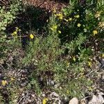 Senecio inaequidens habit picture by Céline Anthelme (cc-by-sa)