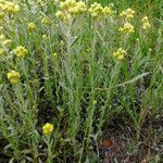 Helichrysum arenarium habit picture by Andrzej Konstantynowicz (cc-by-sa)