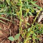 Zornia latifolia habit picture by Trap Hers (cc-by-sa)