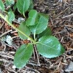 Orthilia secunda leaf picture by Denis Bastianelli (cc-by-sa)