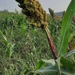 Sorghum bicolor flower picture by C Augusta (cc-by-sa)