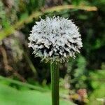 Eriocaulon volkensii flower picture by susan brown (cc-by-sa)