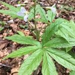 Cardamine heptaphylla leaf picture by Roland Butikofer (cc-by-sa)