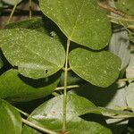 Desmodium purpusii leaf picture by Nelson Zamora Villalobos (cc-by-nc)