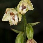 Epipactis muelleri flower picture by Martin Bishop (cc-by-sa)