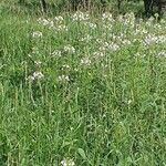 Cleome gynandra habit picture by susan brown (cc-by-sa)