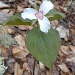 Trillium undulatum flower picture by cthulhu mittens (cc-by-sa)