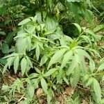 Rudbeckia laciniata leaf picture by Keith Boyd (cc-by-sa)