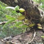 Bulbophyllum nutans habit picture by Sarami (cc-by-sa)