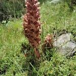 Orobanche rapum-genistae flower picture by Bartsch Alessandro (cc-by-sa)