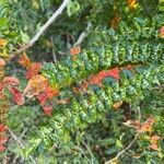 Comocladia dodonaea leaf picture by Amador Roberto (cc-by-sa)