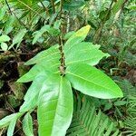 Ficus tinctoria leaf picture by Yves Burckel (cc-by-sa)