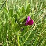 Vicia pyrenaica habit picture by Sans Attaches (cc-by-sa)