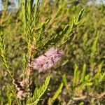 Melaleuca decussata flower picture by Manu Greenthumb (cc-by-sa)