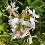 Saponaria officinalis fruit picture by Jelte Wolbert (cc-by-sa)