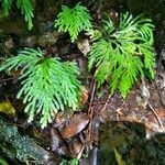 Selaginella flabellata leaf picture by Anthony Bahuaud (cc-by-sa)