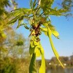 Acer saccharinum fruit picture by Grauer Ralf (cc-by-sa)