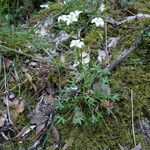 Saxifraga fragilis habit picture by Frédérique Berato (cc-by-sa)