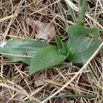 Spiranthes spiralis leaf picture by Sylvain Piry (cc-by-sa)