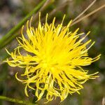 Centaurea rupestris flower picture by Martin Bishop (cc-by-sa)