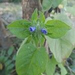 Jacquemontia tamnifolia flower picture by Jeramy Poindexter (cc-by-sa)