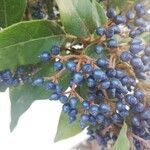 Viburnum tinus fruit picture by Ignacio Limón (cc-by-sa)