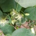 Passiflora lutea flower picture by Elly Hutchinson (cc-by-sa)