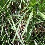 Plantago maritima leaf picture by Alain Lagrave (cc-by-sa)