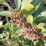 Ardisia elliptica fruit picture by Jesus Rodríguez (cc-by-sa)