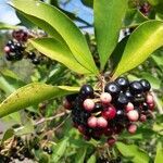 Euonymus japonicus fruit picture by kevin mehring (cc-by-sa)