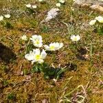 Ranunculus alpestris habit picture by Laurent GUILLAUME (cc-by-sa)