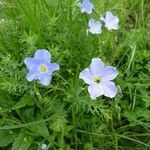 Linum alpinum habit picture by huy HO (cc-by-sa)