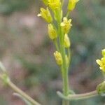 Myagrum perfoliatum flower picture by Andrea Barbon (cc-by-sa)