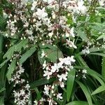 Clerodendrum laevifolium habit picture by Dieter Albrecht (cc-by-sa)