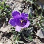 Campanula alpestris flower picture by Adrien Maloir (cc-by-sa)