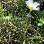 Ranunculus pyrenaeus habit picture by Francois Mansour (cc-by-sa)