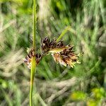 Luzula pediformis flower picture by Fabien Anthelme (cc-by-sa)