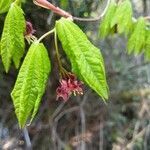 Acer circinatum flower picture by Cecile Voss (cc-by-sa)