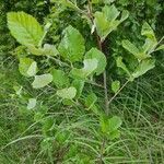 Alnus incana leaf picture by Kristina Kristina Maglica (cc-by-sa)