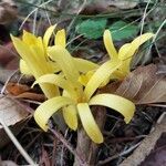 Sternbergia colchiciflora flower picture by Maria Taria (cc-by-sa)