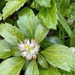 Pachysandra terminalis flower picture by ben vc (cc-by-sa)