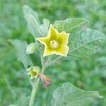 Physalis viscosa flower picture by Gonçalves da Cunha Lucas (cc-by-sa)