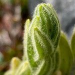 Cerastium kunthii leaf picture by Fabien Anthelme (cc-by-sa)