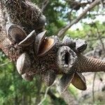 Banksia integrifolia fruit picture by Dawn Hendrick (cc-by-sa)