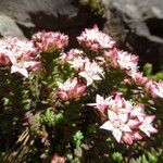 Sedum goldmanii flower picture by Fabien Anthelme (cc-by-sa)