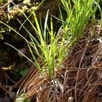 Carex pilulifera habit picture by Yoan MARTIN (cc-by-sa)