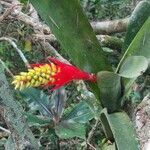 Aechmea nudicaulis flower picture by Flor Alex (cc-by-sa)