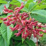 Aesculus pavia flower picture by K O (cc-by-sa)