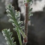 Achillea barrelieri leaf picture by arlas (cc-by-sa)